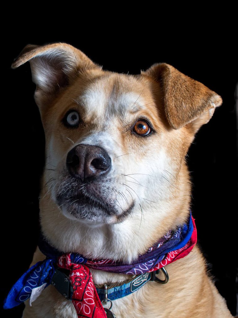 Dark dog headshot with heterochromia